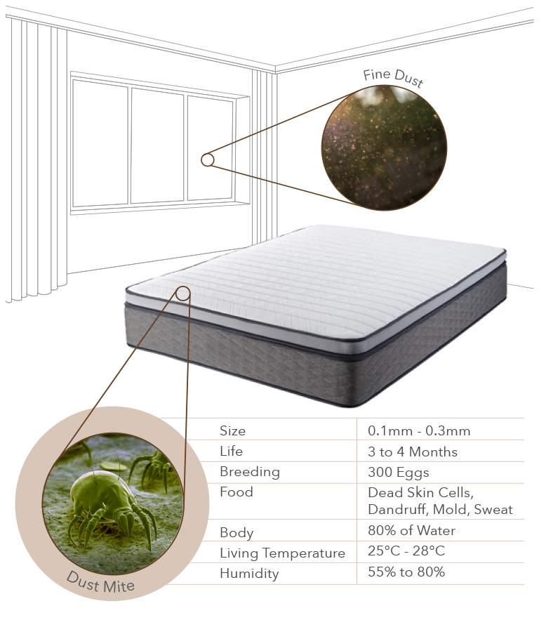 Dust Mites in Mattress - Coway Mattress Care Service Mobile Page