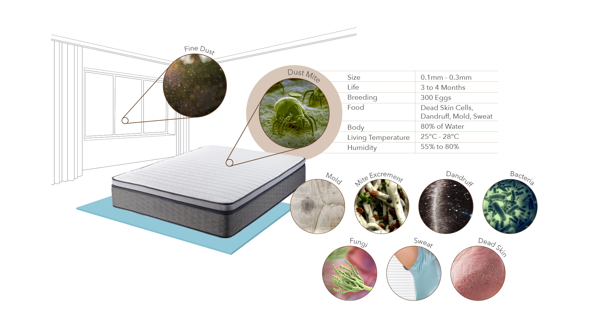 Dust Mites in Mattress - Coway Mattress Care Service